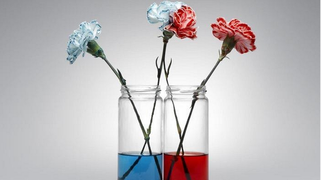 Πείραμα: Φτιάξε δίχρωμα λουλούδια!!